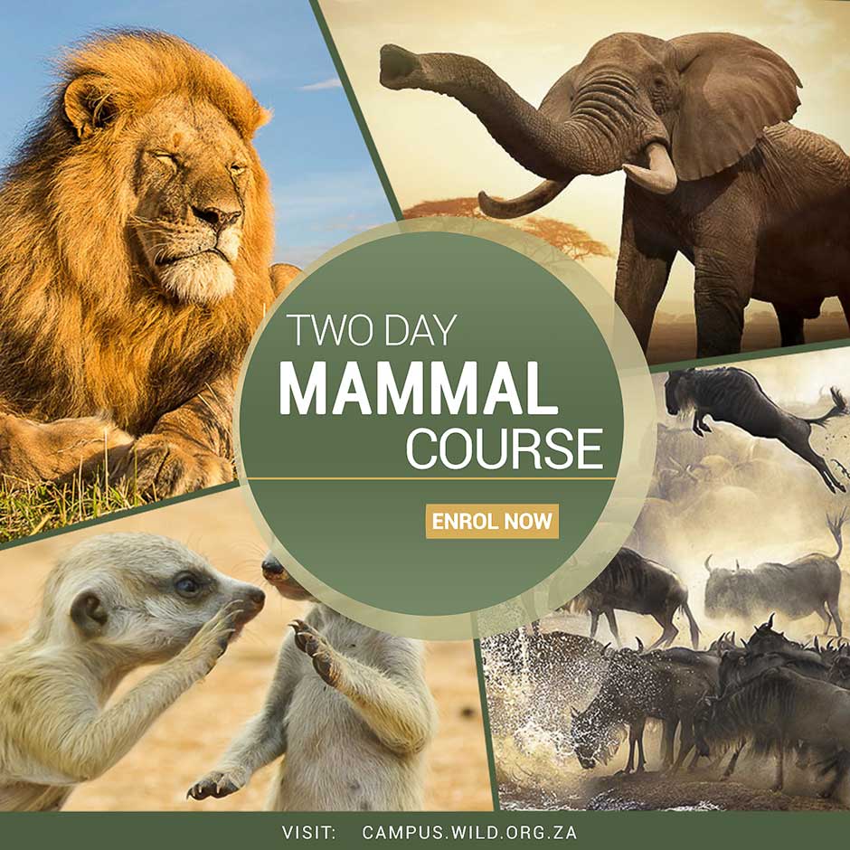MAMMAL Course
