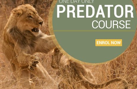 Predator Course