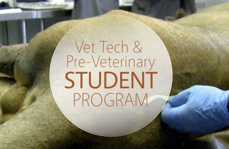 UCC Vet Tech Student Program