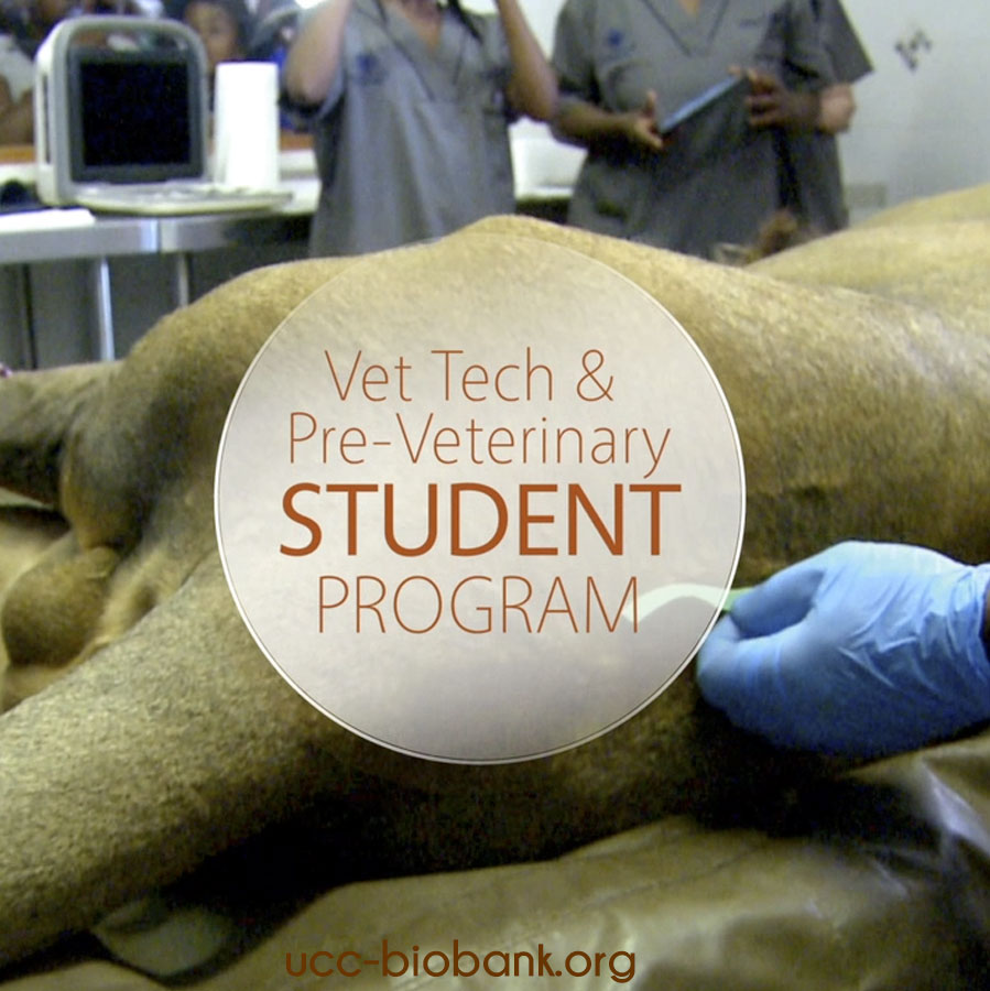 UCC Vet Tech Student Program