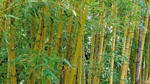 Bamboo