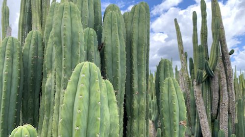 Echinopsis pachanoi