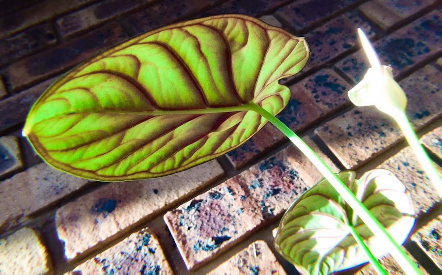 Dragon Scale Plant