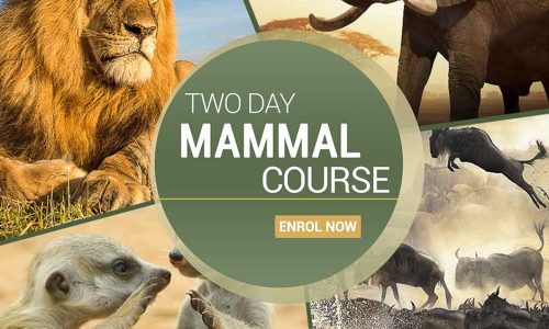 course thumbnail