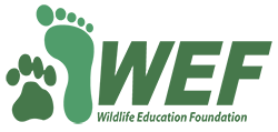 WEF