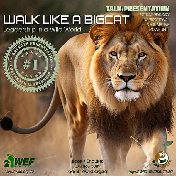 lionwalk-ww-600